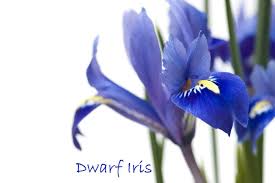 Attēlu rezultāti vaicājumam “Iris reticulata flower”
