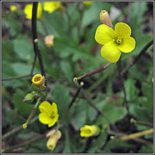 Attēlu rezultāti vaicājumam “Diplotaxis muralis flower”