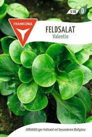 Image result for Feldsalat