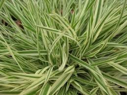 Attēlu rezultāti vaicājumam “Holcus mollis”