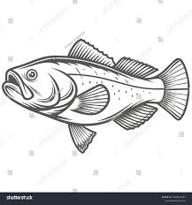 Image result for Sander canadensis