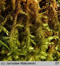 Attēlu rezultāti vaicājumam “Neckera crispa”