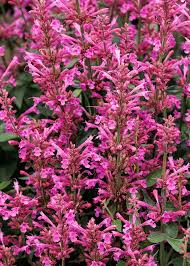 Attēlu rezultāti vaicājumam “Acalitus longisetosus”