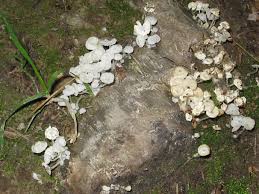 Attēlu rezultāti vaicājumam “Delicatula integrella”