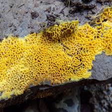 Attēlu rezultāti vaicājumam “Didymium serpula young”