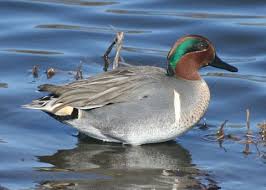 Attēlu rezultāti vaicājumam “Anas crecca”