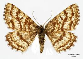 Attēlu rezultāti vaicājumam “Ematurga atomaria”