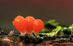 Attēlu rezultāti vaicājumam “Hemitrichia decipiens var. hemitrichoides”