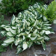 Attēlu rezultāti vaicājumam “Hosta sp.”