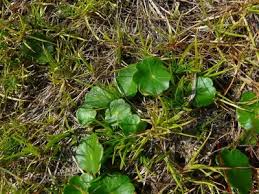 Attēlu rezultāti vaicājumam “Plantago uniflora”