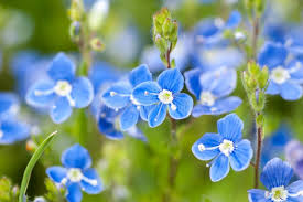 Attēlu rezultāti vaicājumam “Veronica filiformis flower”