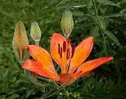 Attēlu rezultāti vaicājumam “Liceaceae”
