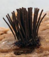 Attēlu rezultāti vaicājumam “Stemonitis virginiensis”