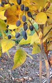 Attēlu rezultāti vaicājumam “Chionanthus virginicus”