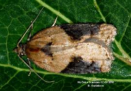 Attēlu rezultāti vaicājumam “Acleris laterana”