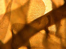 Attēlu rezultāti vaicājumam “Drepanocladus aduncus”