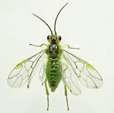 Attēlu rezultāti vaicājumam “Tenthredinidae”