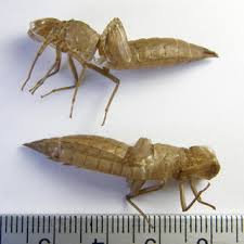 Attēlu rezultāti vaicājumam “Libellula fulva male”