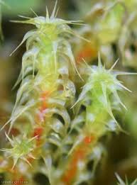 Attēlu rezultāti vaicājumam “Rhytidiadelphus squarrosus”