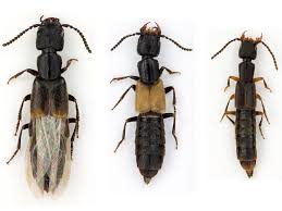 Attēlu rezultāti vaicājumam “Staphylinidae”