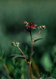 Attēlu rezultāti vaicājumam “Comarum palustre flower”