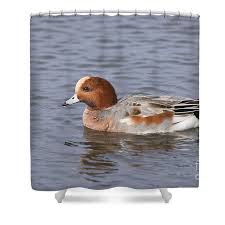 Attēlu rezultāti vaicājumam “Anas penelope”