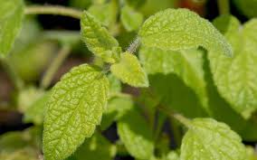 Image result for Melisse