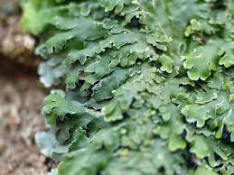 Attēlu rezultāti vaicājumam “Physconia distorta”