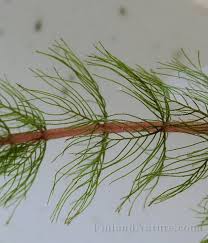 Attēlu rezultāti vaicājumam “Myriophyllum alterniflorum”