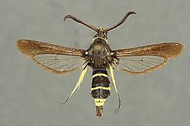 Attēlu rezultāti vaicājumam “Sesiidae”