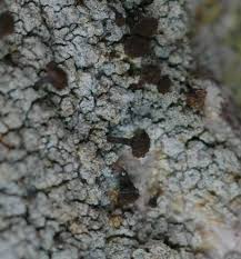 Attēlu rezultāti vaicājumam “Chaenotheca ferruginea”