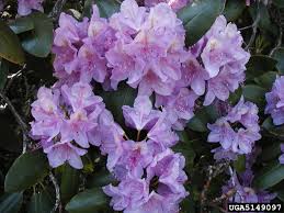 Attēlu rezultāti vaicājumam “Rhododendron canadense”