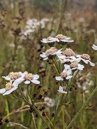 Attēlu rezultāti vaicājumam “Achillea ptarmica leaf”