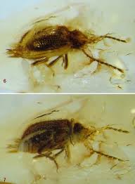 Attēlu rezultāti vaicājumam “Ptinus sp.”