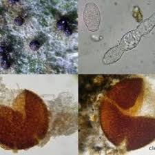 Attēlu rezultāti vaicājumam “Erysiphe galeopsidis”