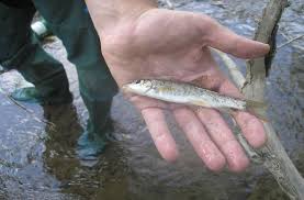 Image result for Barbus barbus