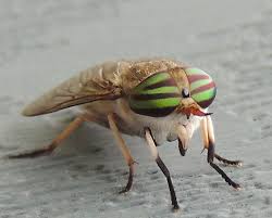 Attēlu rezultāti vaicājumam “Tabanidae”