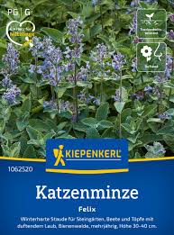 Image result for Katzenminze