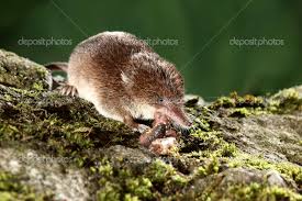 Attēlu rezultāti vaicājumam “Sorex araneus”