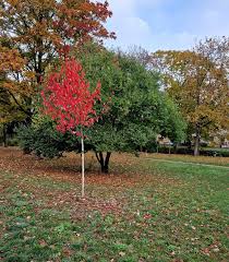 Attēlu rezultāti vaicājumam “Acer rufinerve fruit”