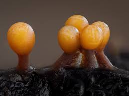 Attēlu rezultāti vaicājumam “Trichia botrytis var. cerifera spores”