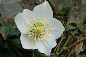 Attēlu rezultāti vaicājumam “Helleborus niger flower”