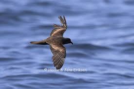 Image result for Oceanodroma monorhis