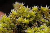 Attēlu rezultāti vaicājumam “Racomitrium canescens”