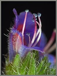 Attēlu rezultāti vaicājumam “Echium vulgare bud”
