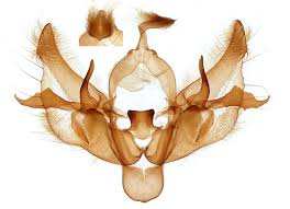 Attēlu rezultāti vaicājumam “Diarsia florida”