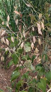 Attēlu rezultāti vaicājumam “Lunaria rediviva leaf”