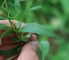 Attēlu rezultāti vaicājumam “Erysimum cheiranthoides leaf”