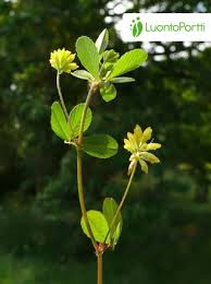 Attēlu rezultāti vaicājumam “Trifolium dubium fruit”