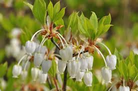 Attēlu rezultāti vaicājumam “Enkianthus chinensis flower”
